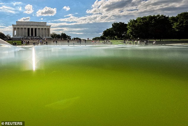Lincoln Memorial Reflecting Pool showing striking green water less than two weeks after renovation